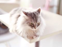 iphone_upload_pic-萌喵宠狗爱心宠咖