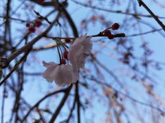 -高东镇樱花园