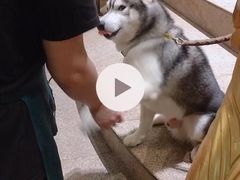 -more than meow吴止猫主题餐厅(承德 中船汇店)