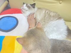 -1013 PET SHOP精品宠物商店(丁香店)