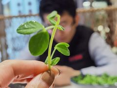 -东椰·海南椰子鸡火锅(朝阳门店)
