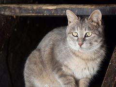 -硗碛藏寨·神木垒景区