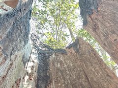 -天目山大树王景区