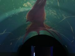 -贝壳梦幻世界