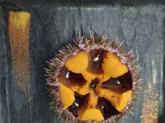 -海胆小馆(东北水饺·春柳店)