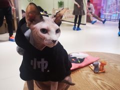 -藏猫猫咖啡主题馆(中央大道店)