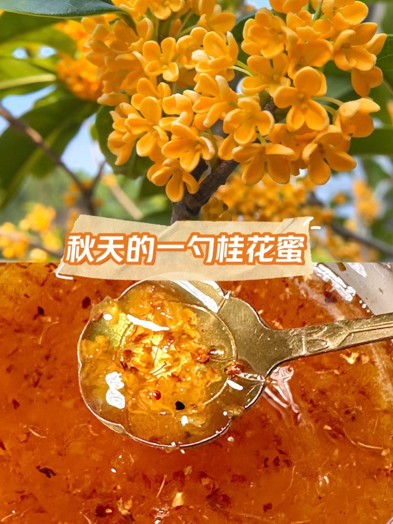 新鲜桂花能直接放蜂蜜里面吗(新鲜桂花能直接放蜂蜜里面吗有毒吗)