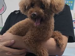 -特一安24小时宠物医院·骨科·中兽医
