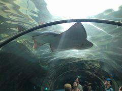 -悉尼海洋生物水族馆