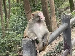 -苏州上方山国家森林公园