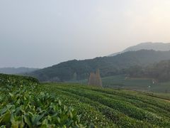-听风阁农家私房菜茶楼(龙坞店)