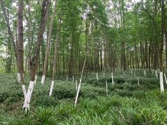 -桤木河湿地公园