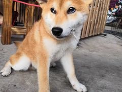 -柴犬高等学院·狗咖·柴犬售卖·宠物训练