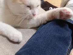 -猫和宫(六道口店)