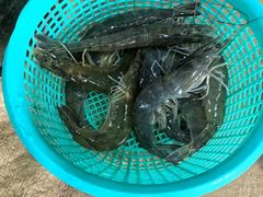 -濠轩阁特色生蚝火锅(水湾路店)