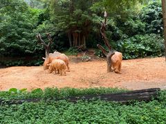 -广州长隆野生动物世界