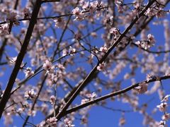 -桃花堤公园