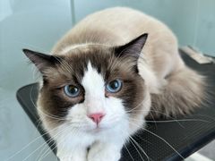 -爱洗澡的猫(望京店)