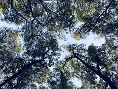 -上海佘山国家森林公园天马山园