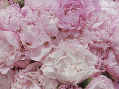 -双季花艺园艺市场(浦东店)