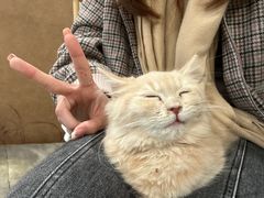 -楼上猫咖(罗湖店)