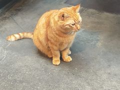 -肥仔文澳门猪骨煲(南京西路店)