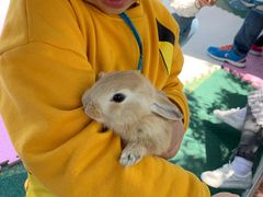 -季高兔窝窝亲子园(上海薰衣草公园店)