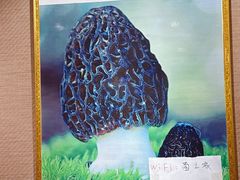 -菌之家·专业纯野生菌火锅·特色炒菌