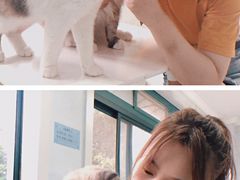 -喵的天空名猫咖啡馆·撸猫·猫舍·用品