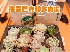 -星巴克(上海汇锦里店)