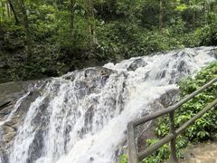 -莫里热带雨林景区