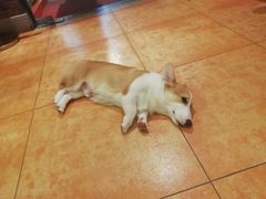 -more than meow吴止猫主题餐厅(承德 中船汇店)