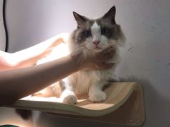 -飞行喵MR PILOT|猫舍·猫咖(静安大融城店)