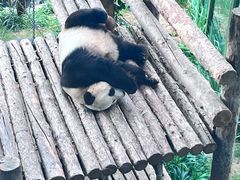 -大连森林动物园