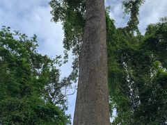 -中国科学院西双版纳热带植物园