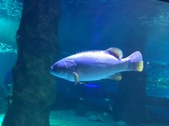 -北戴河圣蓝海洋公园