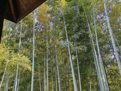 -上海佘山国家森林公园西佘山园