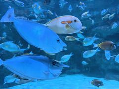 -海合安成都极地海洋公园