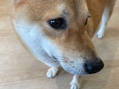 -南京Hallo宠物乐园·哈罗犬舍·柴犬繁育基地