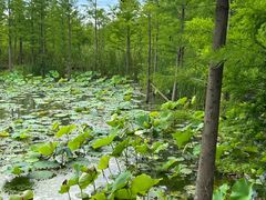 -昆山城市生态森林公园