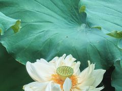 -莲池书院博物馆