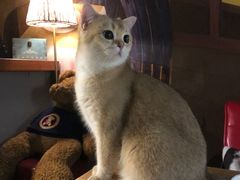 -咖法森林·咖啡  酒吧(天河店)