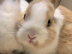 -momokira米努特·德文卷毛猫·棉花面纱犬