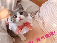 -猫大福·Fortune Cat猫舍(百子湾店)