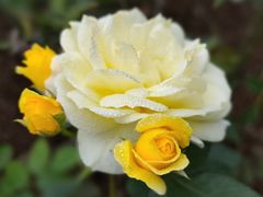 -人民公园(罗湖区)