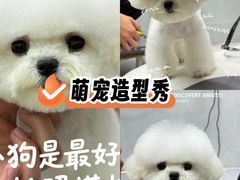 -翊宠yipet猫狗购宠庄园犬舍•猫舍