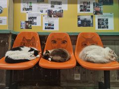 -猫咪博物馆(顶澳仔猫街店)
