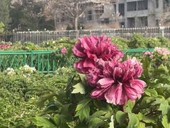 -曹州牡丹园