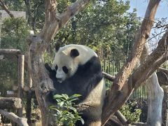 -武汉动物园