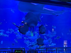 -烟台海昌鲸鲨海洋公园